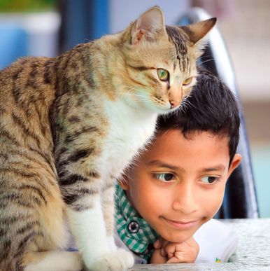 Cats