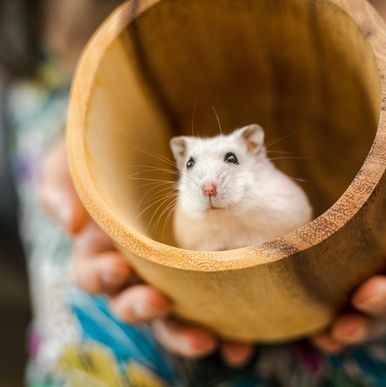 Rats and Mice